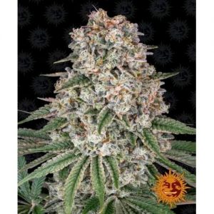 TROPICANNA BANANA FEM 10 SEMI- BARNEY'S FARM