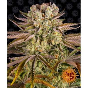 PINEAPPLE EXPRESS FEM 10 SEMI- BARNEY'S FARM