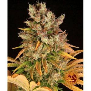 GMO FEM 10 SEMI- BARNEY'S FARM