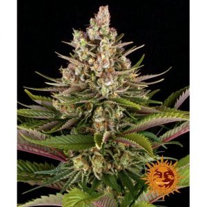 SOUR STRAWBERRY FEM 10 SEMI- BARNEY'S FARM