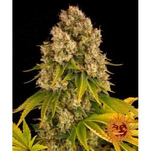 CHEESE AUTO 10 SEMI- BARNEY'S FARM