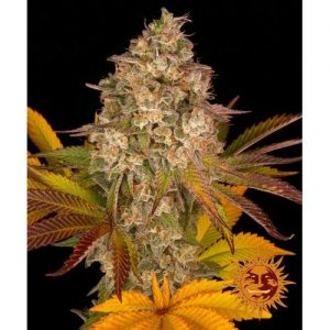 COOKIES KUSH AUTO 10 SEMI- BARNEY'S FARM