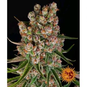 GMO AUTO 10 SEMI- BARNEY'S FARM