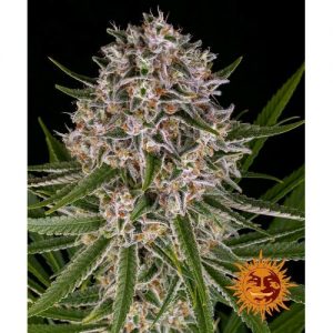 LEMON HAZE AUTO 3 SEMI- BARNEY'S FARM