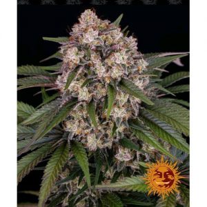 OG KUSH AUTO 3 SEMI- BARNEY'S FARM