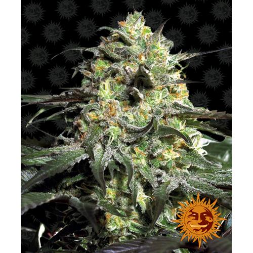 PEYOTE COOKIES FEM 5 SEMI- BARNEY'S FARM