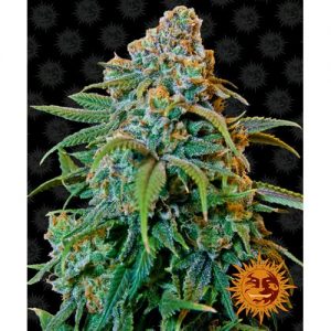 LIBERTY HAZE FEM 10 SEMI- BARNEY'S FARM