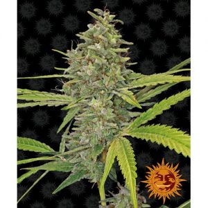 G13 HAZE FEM 10 SEMI- BARNEY'S FARM