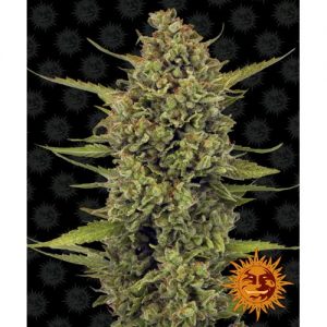 MOBY DICK FEM 10 SEMI- BARNEY'S FARM
