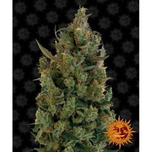 BLUEBERRY CHEESE FEM 5 SEMI- BARNEY'S FARM