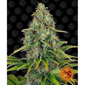 BLUEBERRY CHEESE AUTO 3 SEMI- BARNEY'S FARM