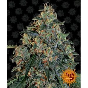 BLUEBERRY OG FEM 3 SEMI- BARNEY'S FARM