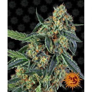 COOKIES KUSH FEM 10 SEMI- BARNEY'S FARM