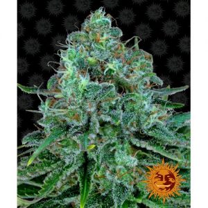 CRITICAL KUSH FEM 10 SEMI- BARNEY'S FARM