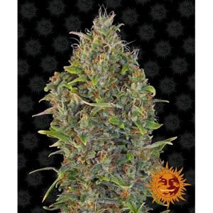 CRITICAL KUSH AUTO 3 SEMI- BARNEY'S FARM