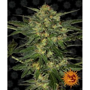 LSD FEM 10 SEMI- BARNEY'S FARM