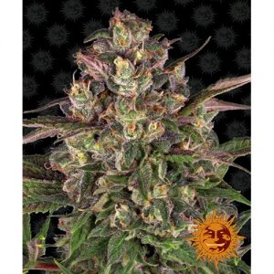 PEYOTE CRITICAL 10 SEMI- BARNEY'S FARM