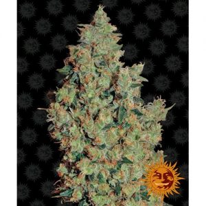 TANGERINE DREAM FEM 3 SEMI- BARNEY'S FARM