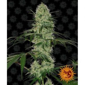 TANGERINE DREAM AUTO 5 SEMI- BARNEY'S FARM