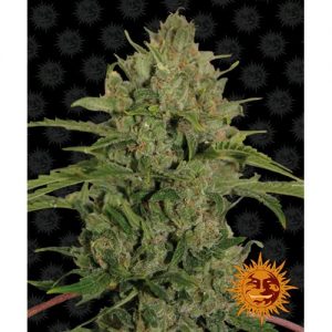 TRIPLE CHEESE FEM 10 SEMI- BARNEY'S FARM