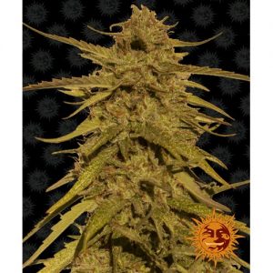 PINEAPPLE HAZE REGOLARE 10 SEMI- BARNEY'S FARM