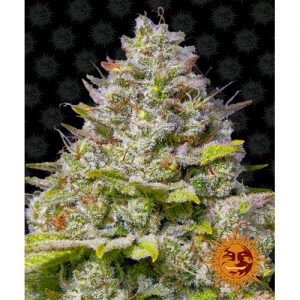 BLUE GELATO 41 FEM- 10 SEMI- BARNEY'S FARM