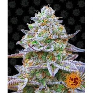 GORILLA ZKITTLEZ FEM 10 SEMI- BARNEY'S FARM
