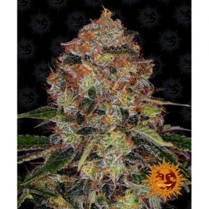 SHISKABERRY FEM 10 SEMI- BARNEY'S FARM