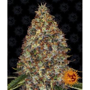 STRAWBERRY LEMONADE FEM 3 SEMI- BARNEY'S FARM
