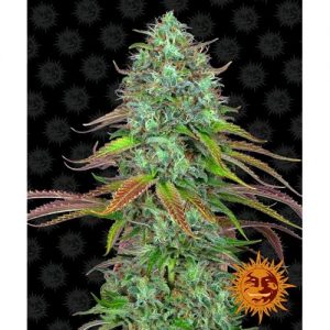 LSD AUTO 10 SEMI- BARNEY'S FARM