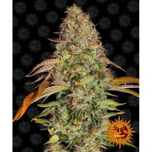 ZKITTLEZ OG AUTO 10 SEMI- BARNEY'S FARM