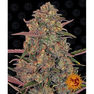 PINEAPPLE CHUNK FEM 10 SEMI- BARNEY'S FARM