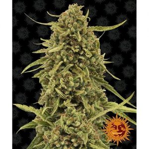 WIDOW REMEDY REGOLARE 5 SEMI- BARNEY'S FARM