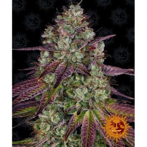 MIMOSA EVO FEM 10 SEMI- BARNEY'S FARM