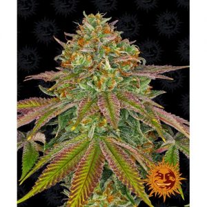 WEDDING CAKE FEM 10 SEMI- BARNEY'S FARM