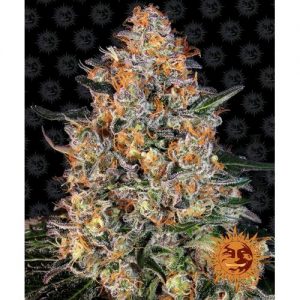 BUBBA KUSH FEM 10 SEMI- BARNEY'S FARM