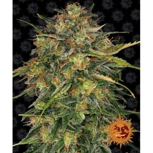 CHEESE FEM 10 SEMI- BARNEY'S FARM