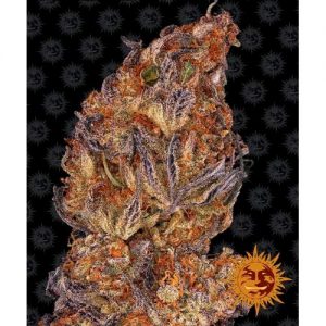 RUNTZ AUTO 10 SEMI- BARNEY'S FARM