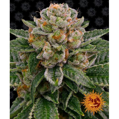 SKYWALKER OG FEM 10 SEMI- BARNEY'S FARM