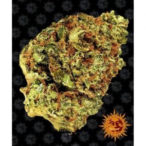 WATERMELON ZKITTLEZ AUTO 10 SEMI- BARNEY'S FARM