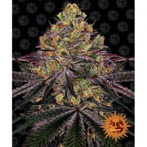 WATERMELON ZKITTLEZ FEM 10 SEMI- BARNEY'S FARM
