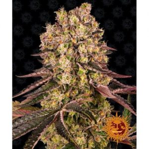 RUNTZ MUFFIN FEM 10 SEMI- BARNEY'S FARM