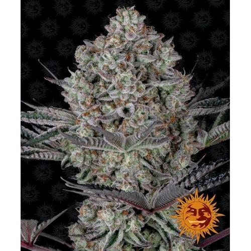 DOS SI DOS 33 FEM 5 SEMI- BARNEY'S FARM