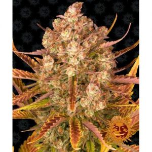 DOS SI DOS AUTO 5 SEMI- BARNEY'S FARM
