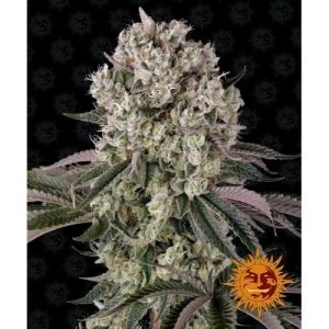 GLOOKIES FEM 10 SEMI- BARNEY'S FARM