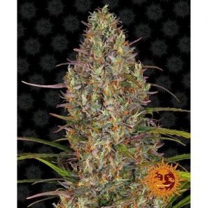 GLUE GELATO AUTO 3 SEMI- BARNEY'S FARM