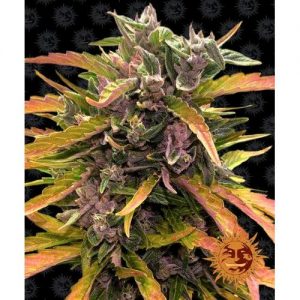 GORILLA GLUE AUTO 10 SEMI- BARNEY'S FARM