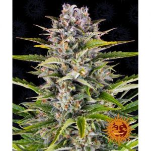GORILLA ZKITTLEZ AUTO 10 SEMI- BARNEY'S FARM
