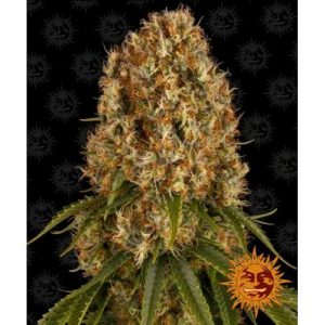 ORANGE SHERBERT FEM 10 SEMI- BARNEY'S FARM