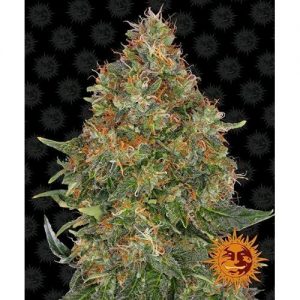 PINEAPPLE EXPRESS AUTO 10 SEMI- BARNEY'S FARM